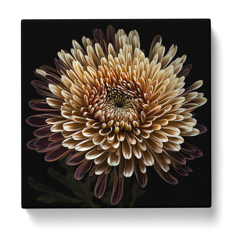 Chrysanthemum Photograph No.1 - Wrapped Canvas, 50cm H x 50cm W x 3cm D