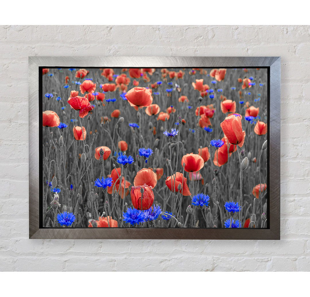 Rote Mohnblumen Blaues Feld - Druck