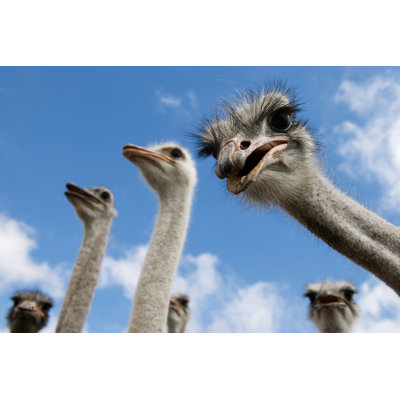 " Ostriches Looking Down " by Elizabethhoffmann