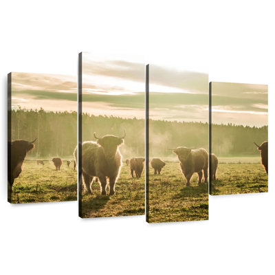Misty Highland Cattle