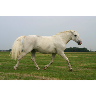 " Angry Trotting Horse "