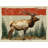 Elk Throw Pillow, Wildlife  Pillows-97277045