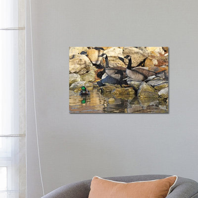 Waterfowl On The Rocks by Brian Wolf - Wrapped Canvas Print