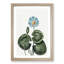 A Blue Egyptian Water Lily by R.J. Thornton - Framed Print-55457700-55457701
