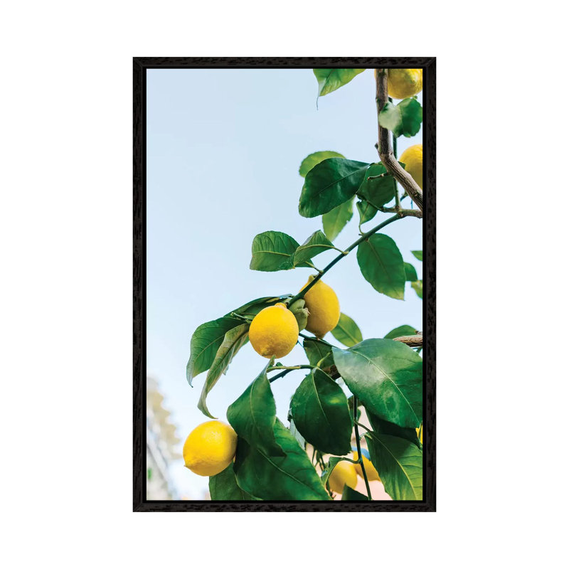 Amalfi Coast Lemons III by Bethany Young - Print on Canvas, Black Framed, 101.6cm H x 66.04cm W x 3.81cm D