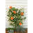 Wood Trellis-1383019950