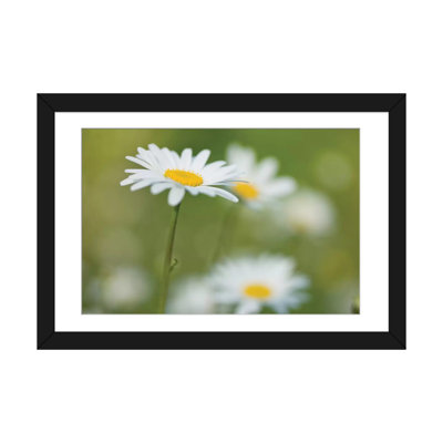 « marguerites », impression sur toile