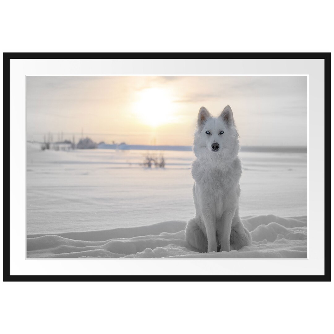 Gerahmtes Poster Weißer Wolf im Schnee