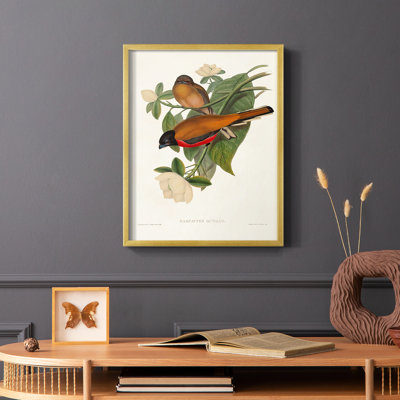 Elegant Trogons VIII Framed Print - Solid Wood
