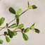 Olive artificielle