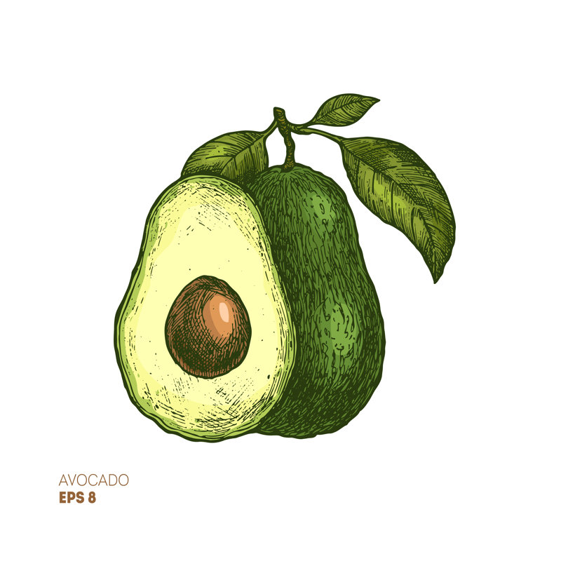 Avocado by Adehoidar - Wrapped Canvas Print, 30cm H x 30cm W x 3.8cm D
