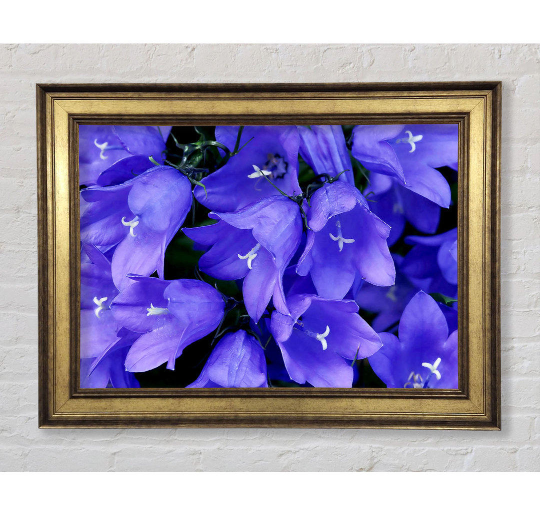 Purple Bluebells - Einzelne Bilderrahmen Kunstdrucke