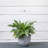 Pot Planter-1306863092