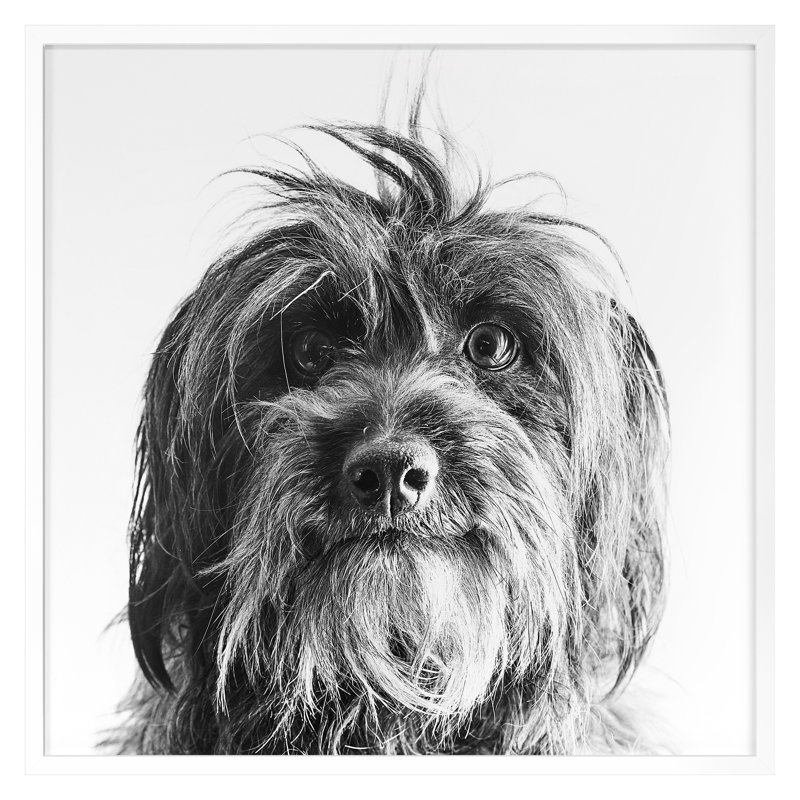 «Puppy Eyes 2» par Pearson, Victoria, H 30 po x l 30 po, Blanc