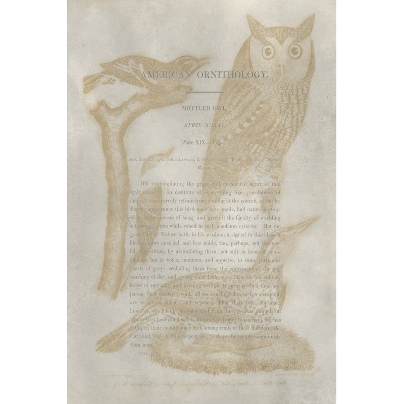 Ornithology Impressions VI - Wrapped Canvas Art Prints, 46cm H x 30cm W x 3.8cm D
