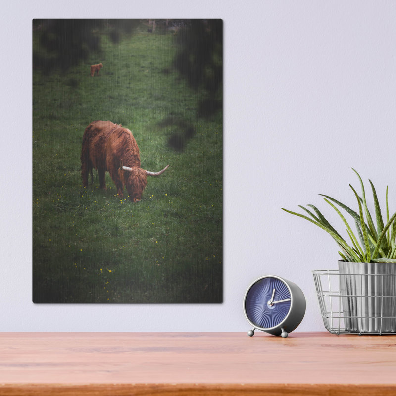 «Grazing Highlander» par Nicklas Gustafsson sur métal, H 16 po x l 12 po