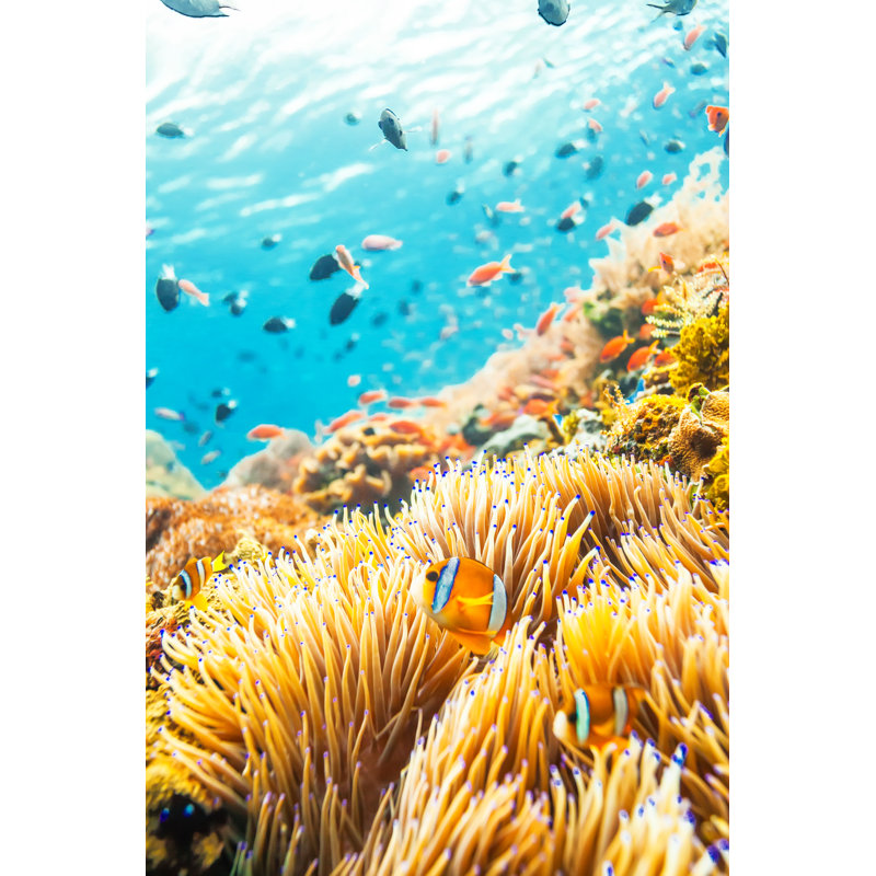 Coral Reef Scene With Fish In Indonesia - Print on Canvas, 46cm H x 30cm W, Black Floater Framed