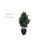 56'' Faux Foliage Tree in Earthenware Planter