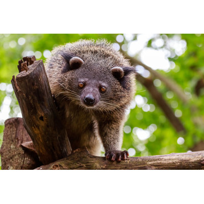 Ebern Designs Binturong On Canvas Print | Wayfair