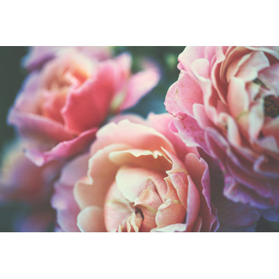 Garden Rose by Rike_