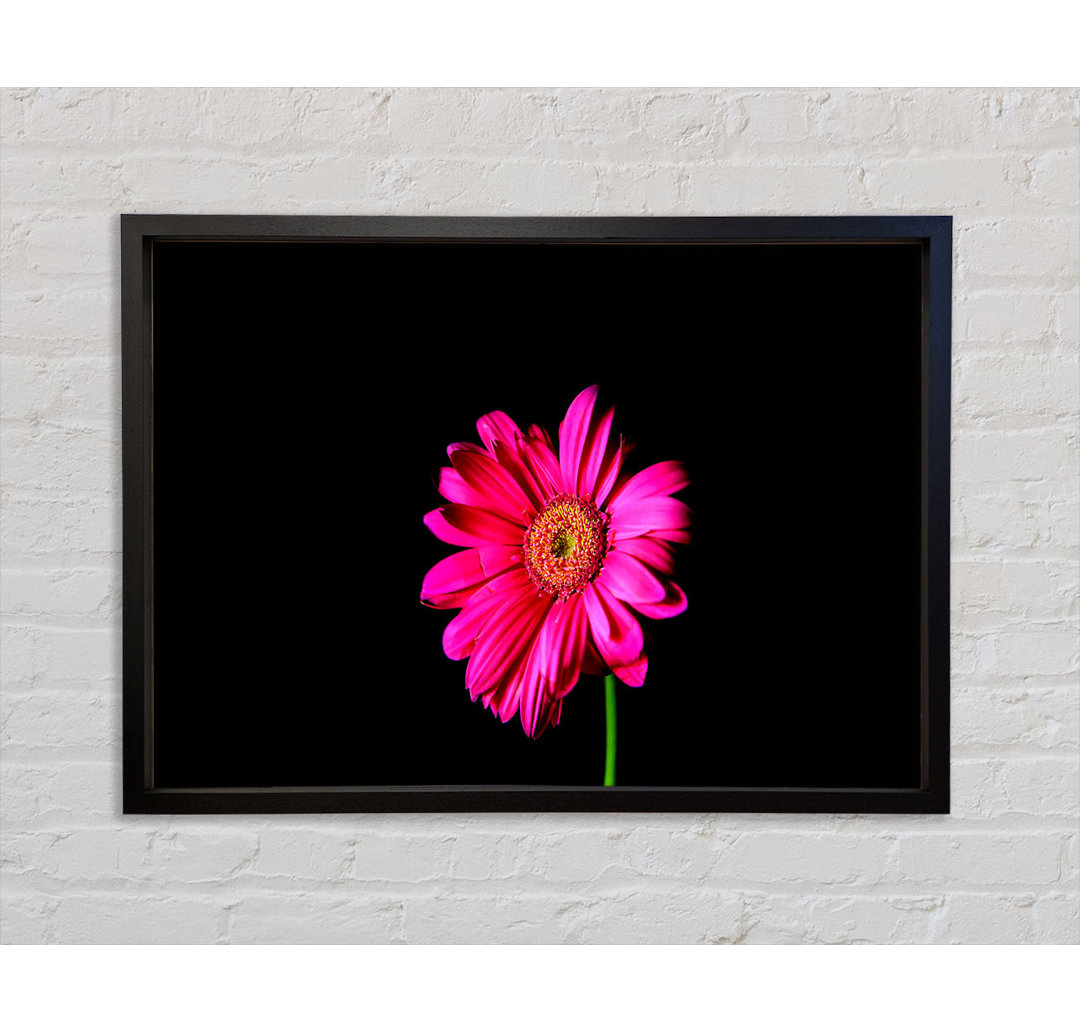 Hot Pink Gerber Daisy - Einzelner Bilderrahmen Kunstdrucke auf Leinwand