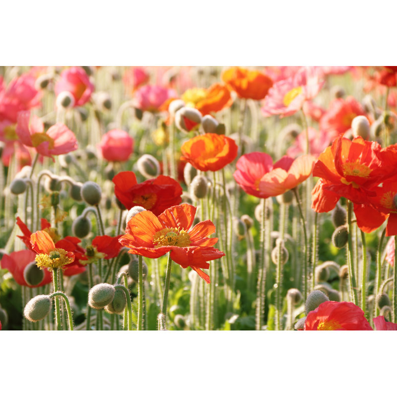 Carnival Of Flowers - Wrapped Canvas Print, 20cm H x 30cm W x 3.8cm D