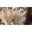 Wym 17cm Pampas Grass Grass