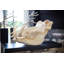 Mounted Warthog Skull