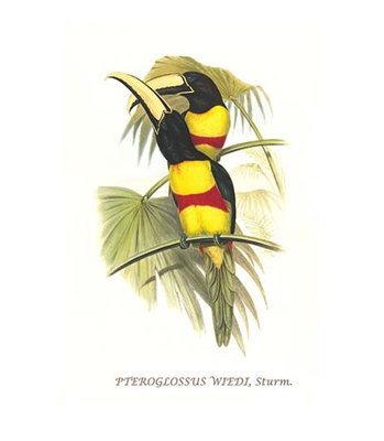 " Wied " by John Gould