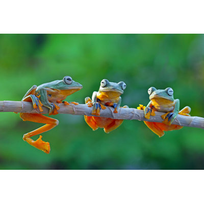 «Flying Frog Family» par - Photographie sur toile tendue