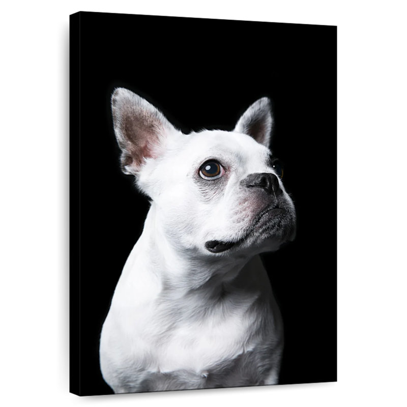 Bouledogue français blanc Brampt, H 51 po x l 34 po