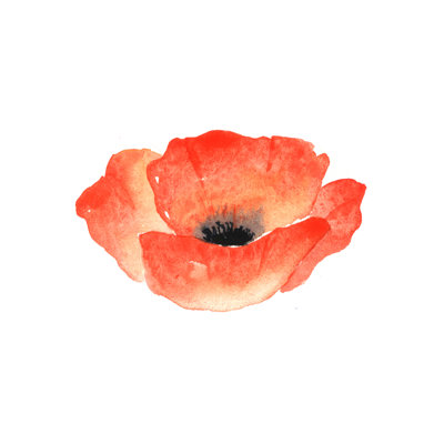 Jarrettsville Red Poppy - Wrapped Canvas Painting