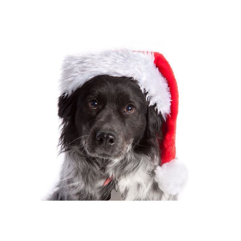 Christmas Mutt by DaydreamsGirl - Print, 46cm H x 30cm W