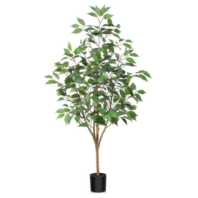 Adcock Ficus Tree in Pot