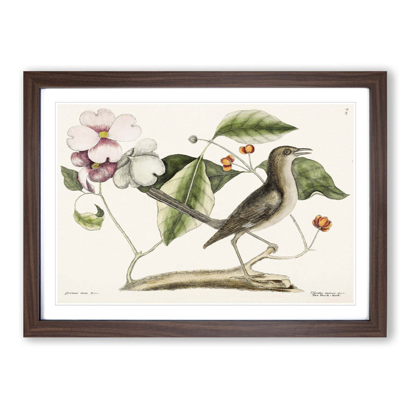 Mockingbird by Mark Catesby - Picture Frame Painting Print, 27cm H x 36cm W x 2cm D, Walnut Framed