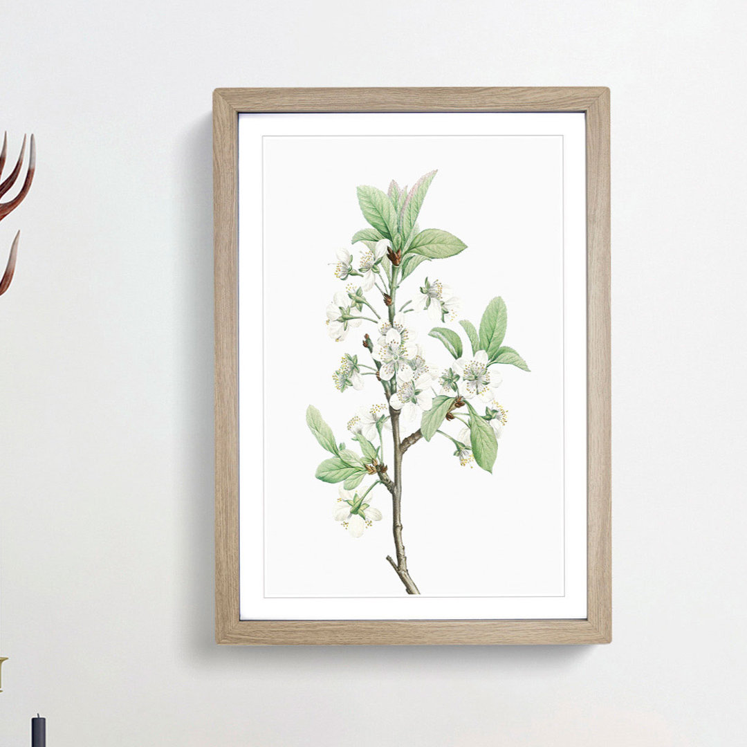 Plum Tree Flowers by Pierre-Joseph Redoute - Picture Frame Painting Print