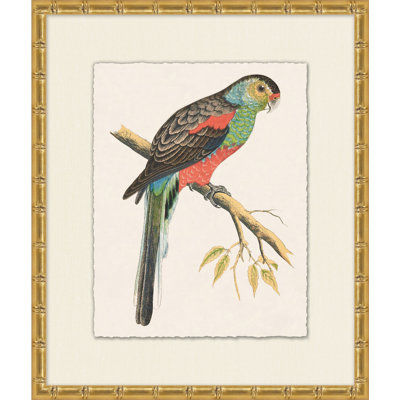 Perroquet tropical 5 - Peinture encadrée sur papier