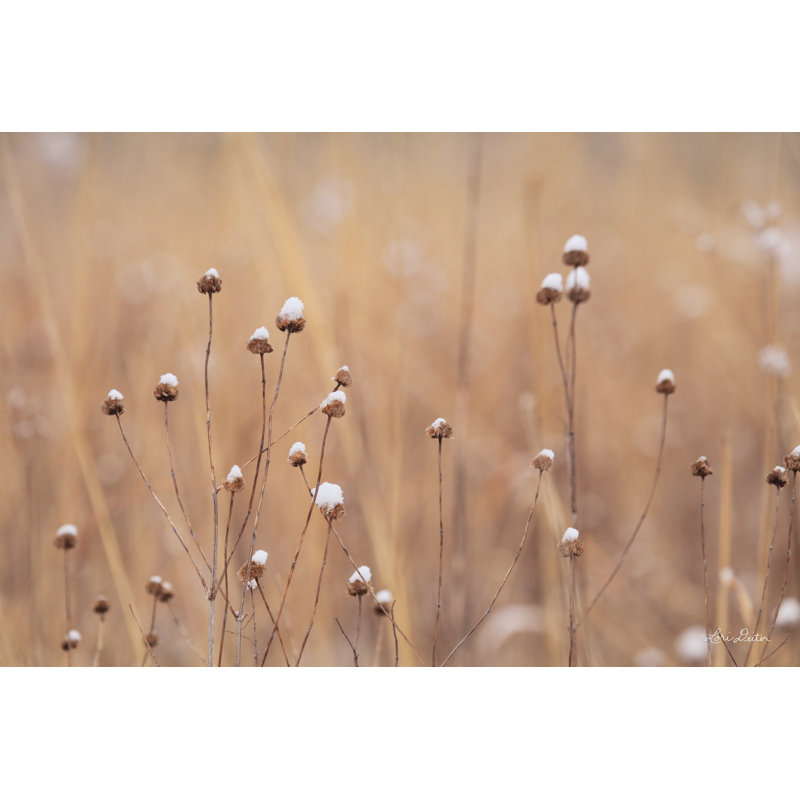 «Snow Capped Wildflowers» par Lori Deiter - impression, Gold Floater Framed Canvas, Non, H 12 po x l 18 po