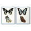 Papillons bleus antiques I - impression encadrée de qualité supérieure - prête à être accrochée - aucun clou requis - aucun clou requis-1500106512-1500106513