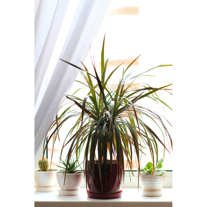 Dracena House Plant (Dracaena) by Elenazarubina - Wrapped Canvas Print, 46cm H x 30cm W x 3.8cm D