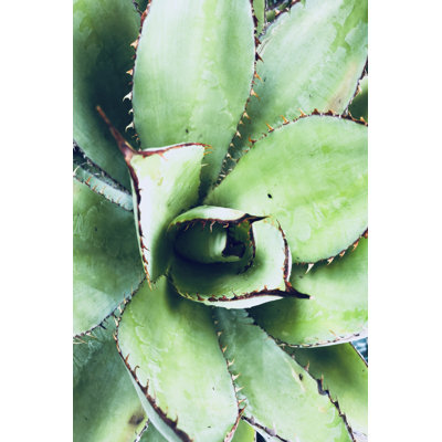 Vert succulent tropical vert VI