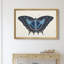 «Beautiful Butterfly III», impression sur toile encadrée-1317696989-1317696988