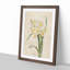 White Daffodils by Pierre-Joseph Redoute - Picture Frame Art Prints-55612660-55612659