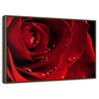 Fresh Red Rose