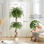 Plant-457073755