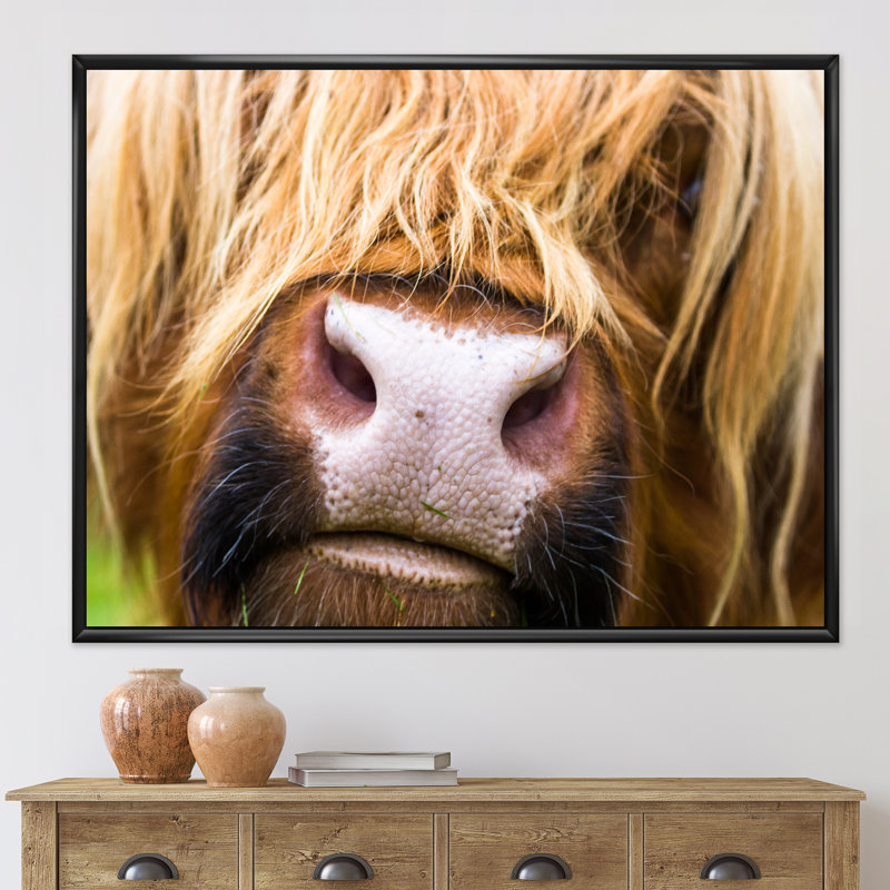 Gros plan sur les bovins des Highlands en Écosse - photographie sur toile, H 16 po x l 32 po x p 1 po, Cadre flottant noir