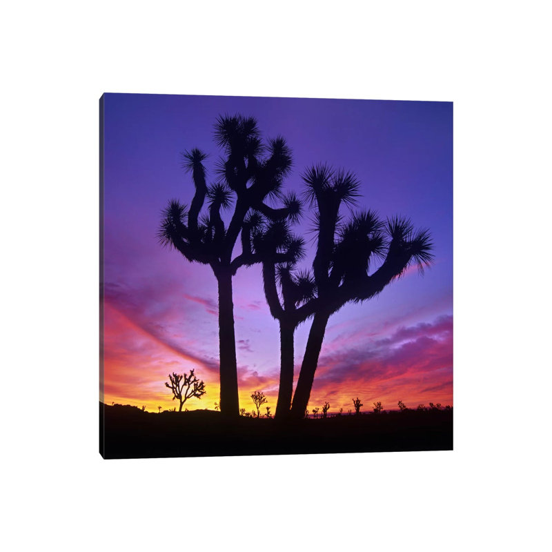 Joshua Tree Group at Sunrise Near Quail Springs 1 Piece Wrapped Canvas Wall Art, 45.72 cm H x 45.72 cm W x 3.175 cm D
