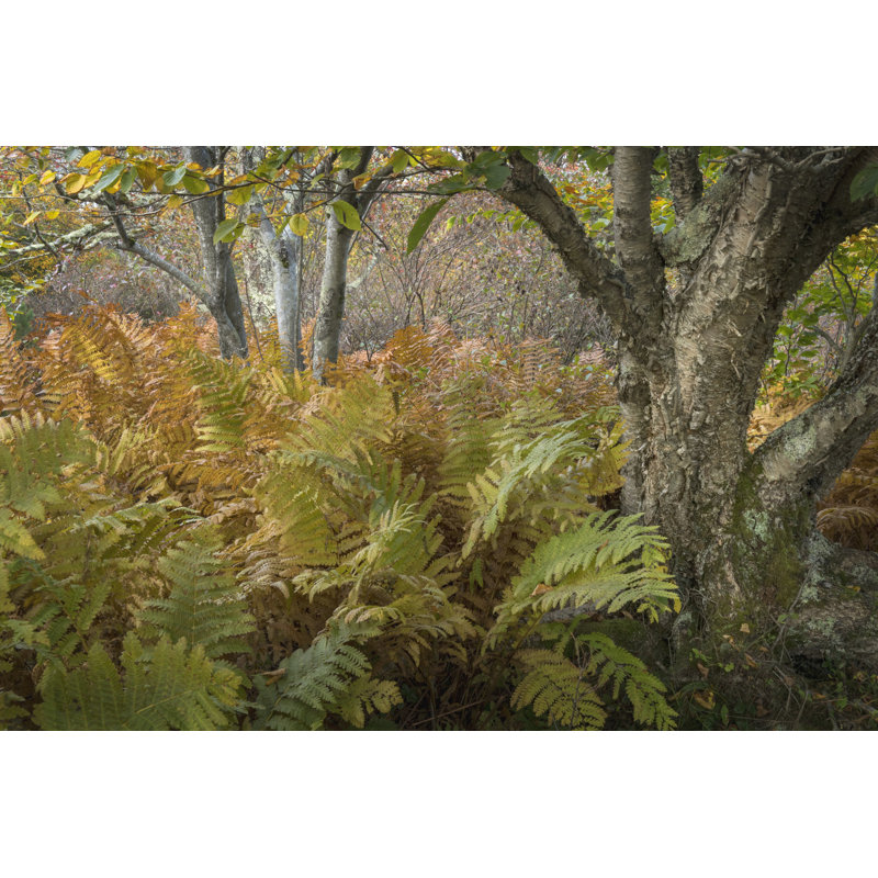 Autumn Ferns by Danny Head - Wrapped Canvas Print, 30cm H x 46cm W