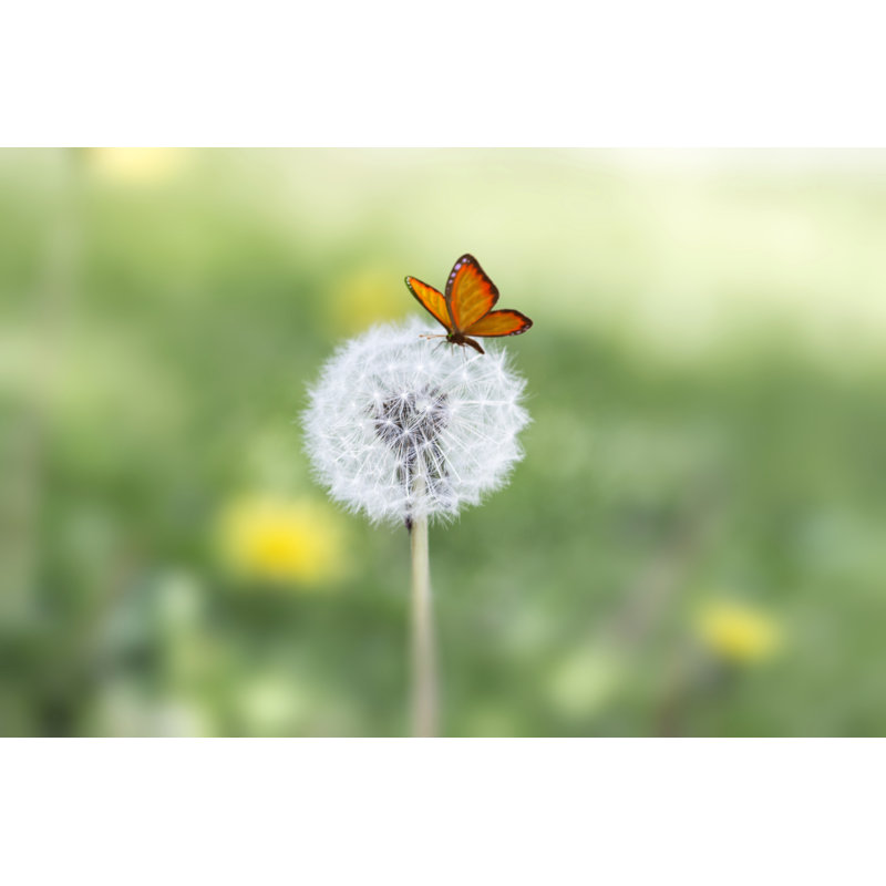 Dandelion flower 485367180, 51cm H x 76cm W