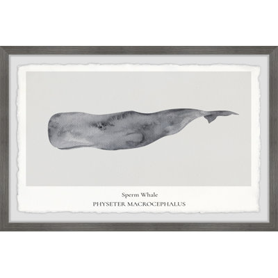 Physeter Macrocephalus by Marmont Hill - Single Picture Frame Painting